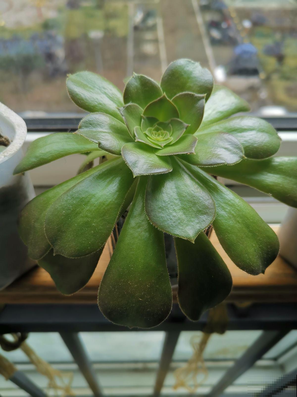 多肉长不动？一刀砍去头，轻松长爆盆！