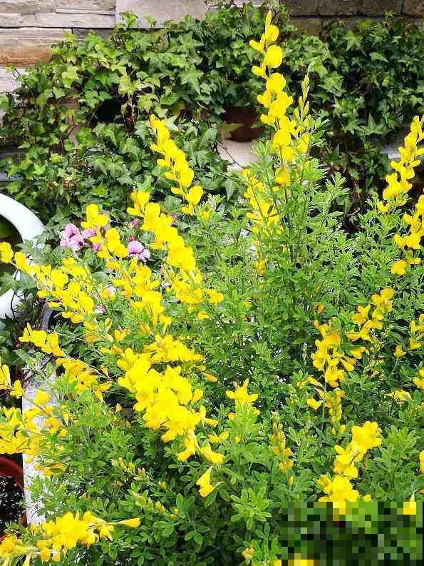 一种花开花金灿灿，一骨碌全是花，寓意很不错