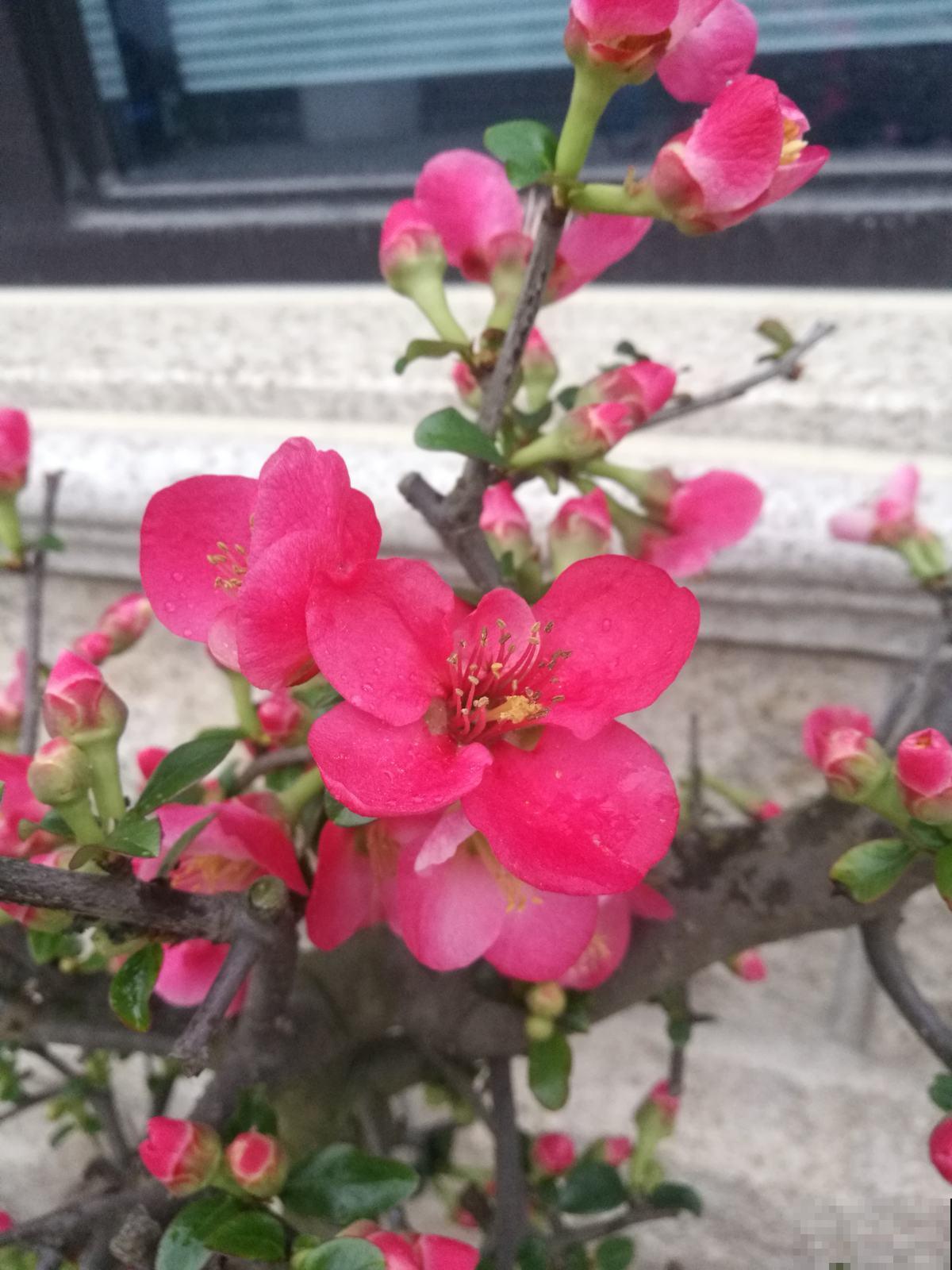 常见的海棠,开花后像“美人”,颜值一个比一个高 常见的海棠,开花后像“美人”,颜值一个比一个高