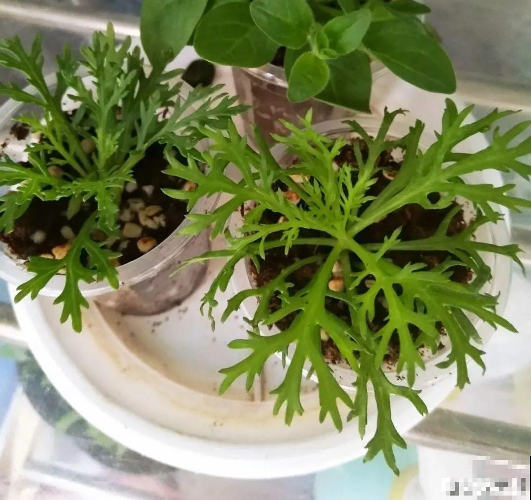 3种花打顶、扦插，可以同时进行，新手秒变大户