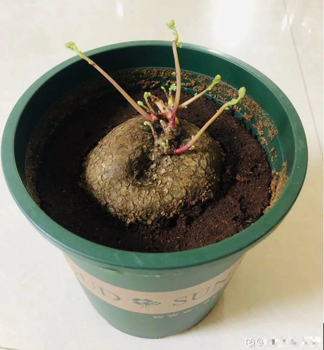植物长了个大肚子，超级耐旱，一个月不浇水也死不了