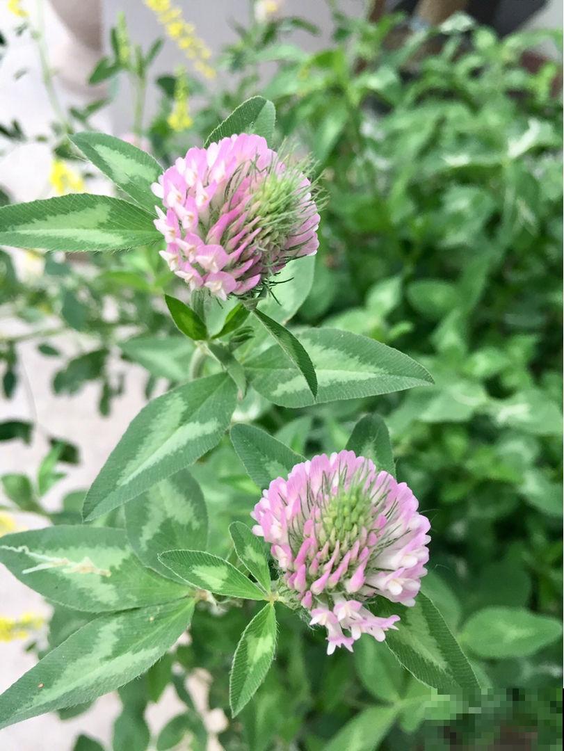 有院子养花要慎重,这3种不能随便养,很容易泛滥成灾 有院子养花要慎重,这3种不能随便养,很容易泛滥成灾