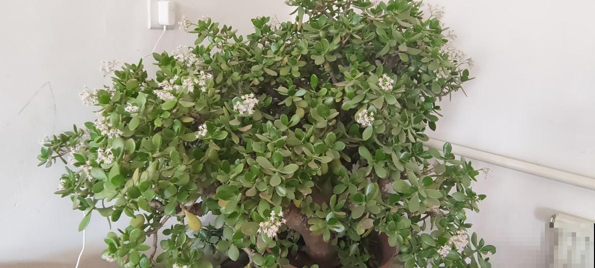 玉树开花真是“好兆头”,吉祥如意还镇宅,记住养护要点最重要 玉树开花真是“好兆头”,吉祥如意还镇宅,记住养护要点最重要