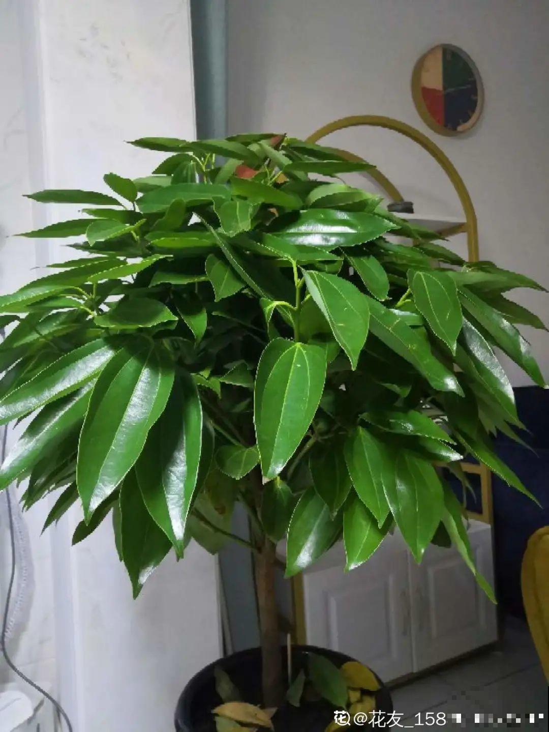 公认的难养花，买一盆死一盆，原来是被动了手脚…