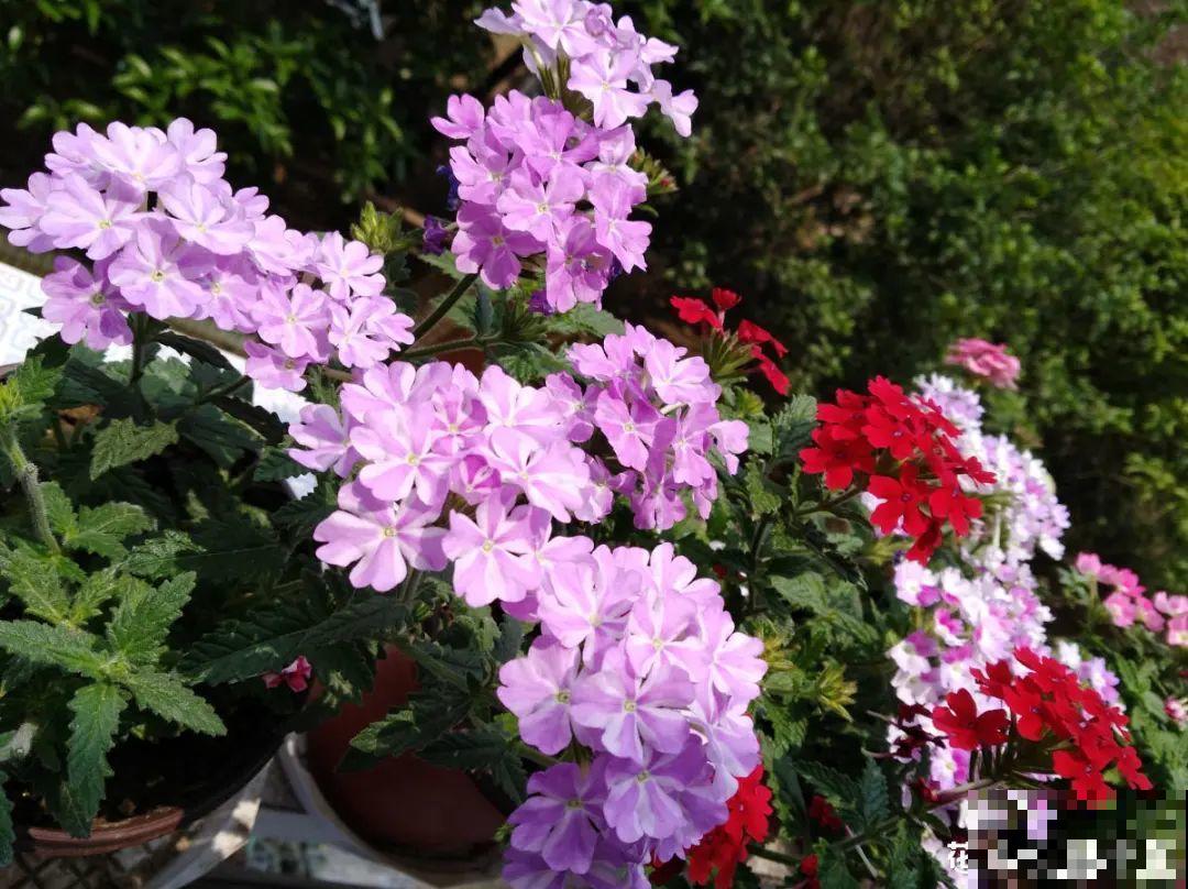 美人般的花,花开瞬间美到窒息,谁见都夸 美人般的花,花开瞬间美到窒息,谁见都夸