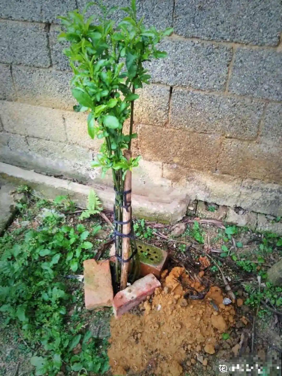 5年的马齿苋，长成“一棵小树”，真头一回见