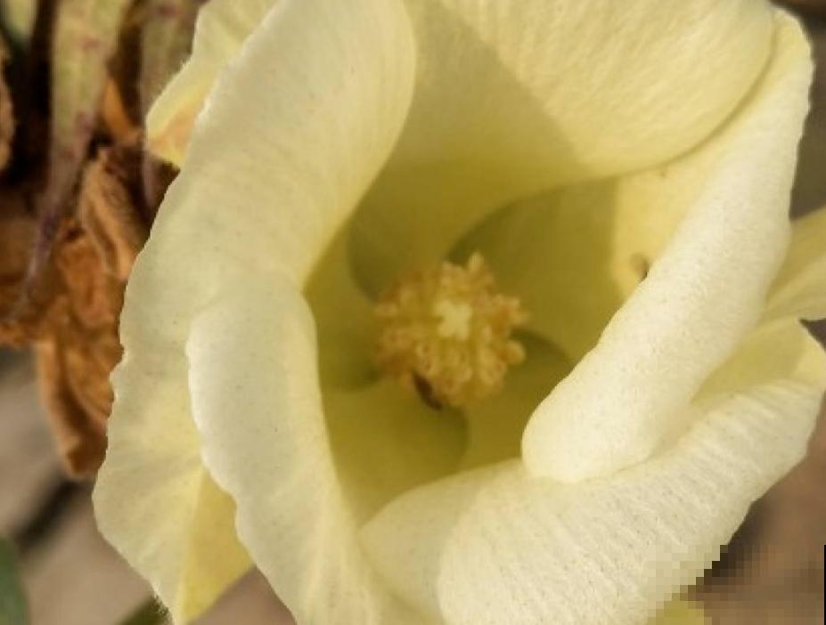 咱们的棉花可是顶尖，这么重要的植物，快来认识一下