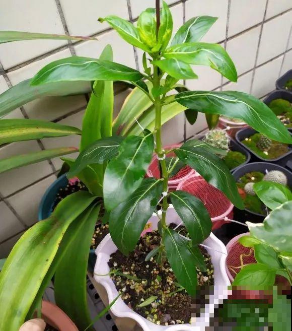 5年的马齿苋，长成“一棵小树”，真头一回见