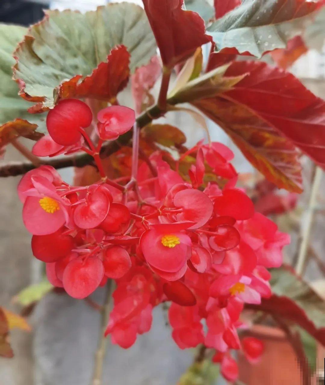 28种耐阴花，没光也能开爆盆，养在家里超有范儿