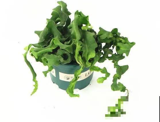 28种耐阴花，没光也能开爆盆，养在家里超有范儿