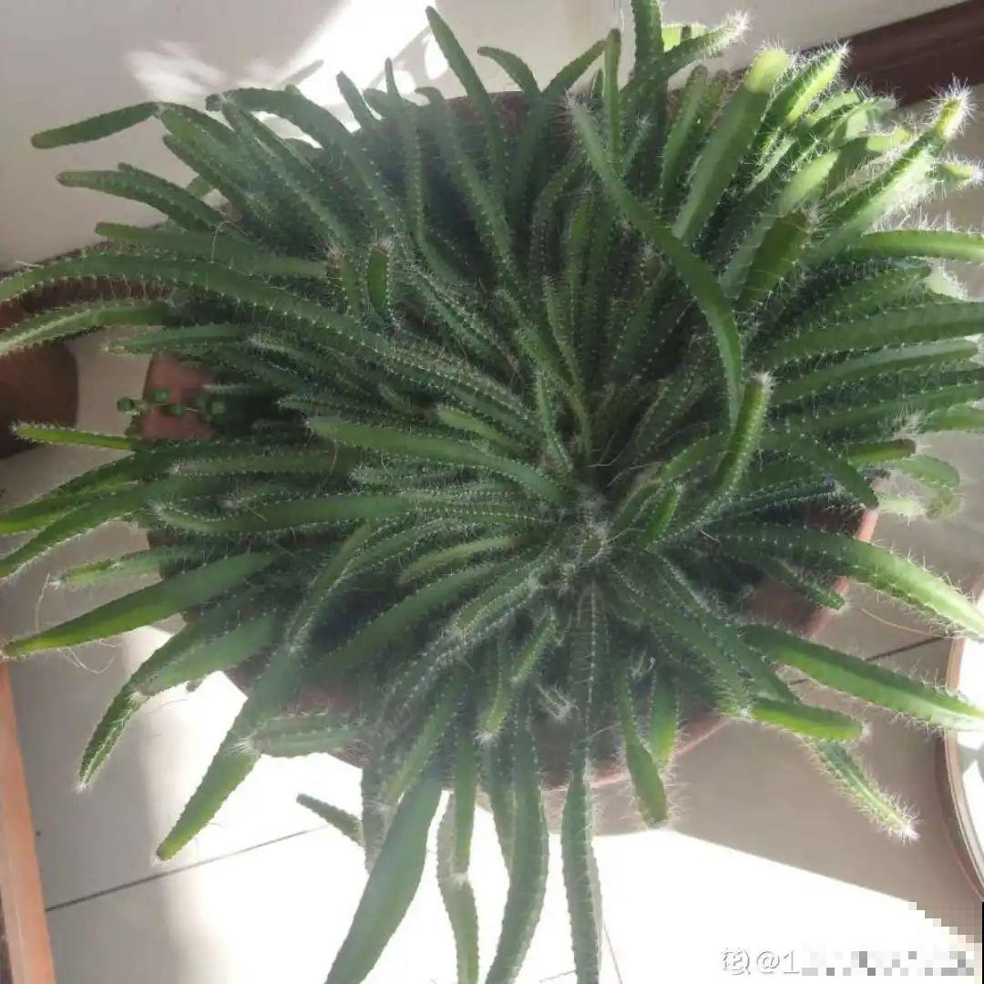 玉米棒子插水里，比绿植长得快，长成清新小盆栽