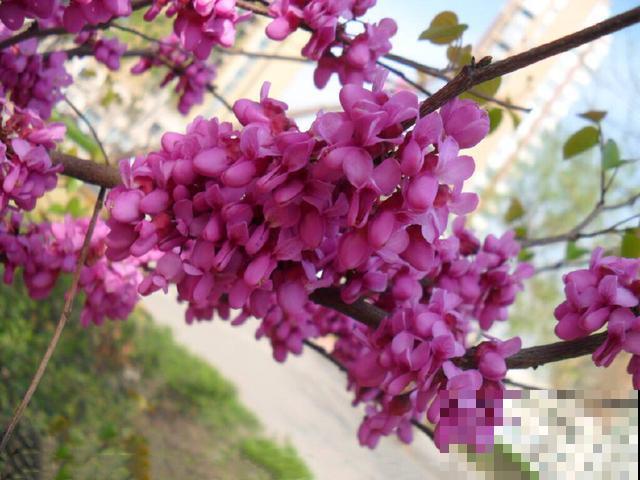 这5种花，先开花后长叶，非常奇特！