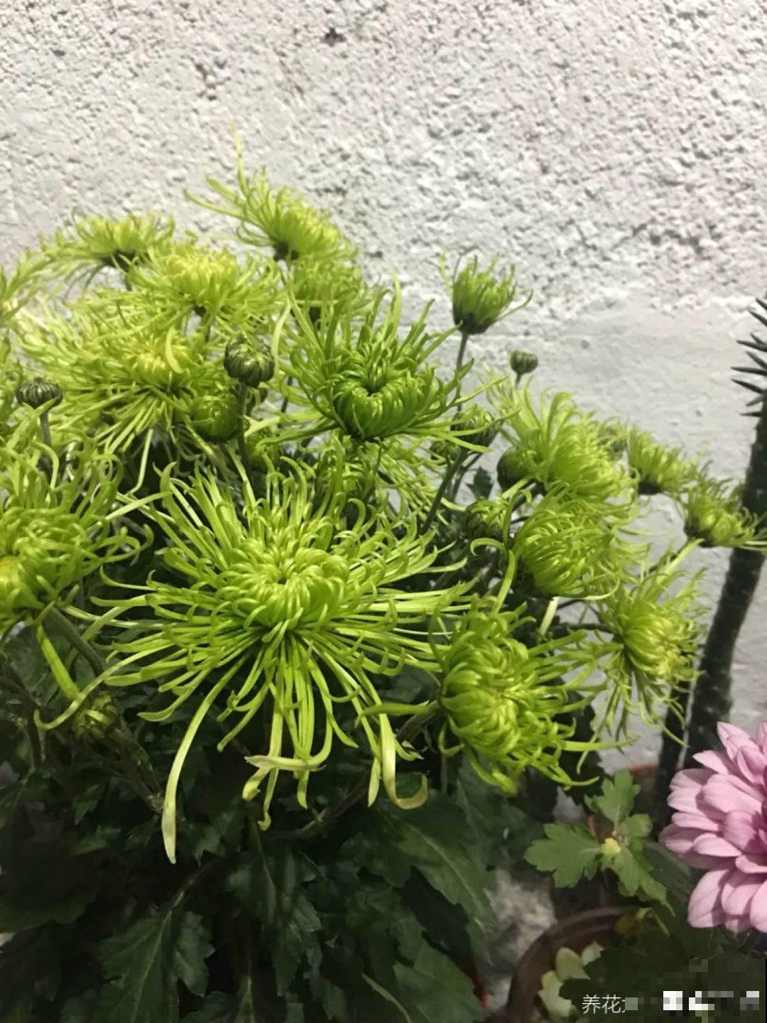 春天养盆绿色花,看着清爽干净,今年一定要养一盆 春天养盆绿色花,看着清爽干净,今年一定要养一盆