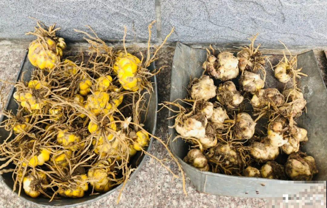 9种花是富贵命,必须大盆养,小盆养会憋死 9种花是富贵命,必须大盆养,小盆养会憋死