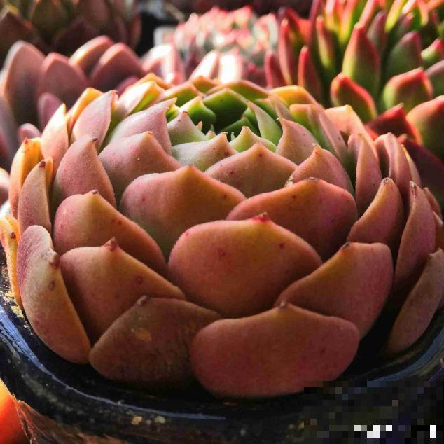 春天的多肉，长成一把大大扇子，看着就是爽