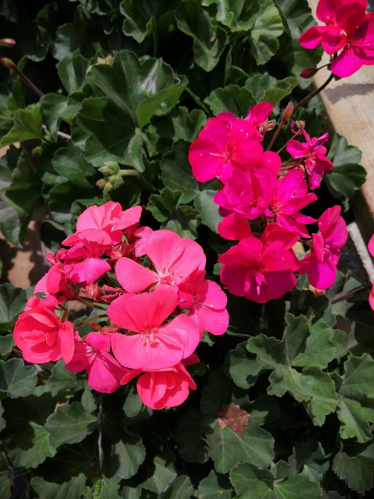 普货植物养好了，也能养爆盆，可以选择这3种