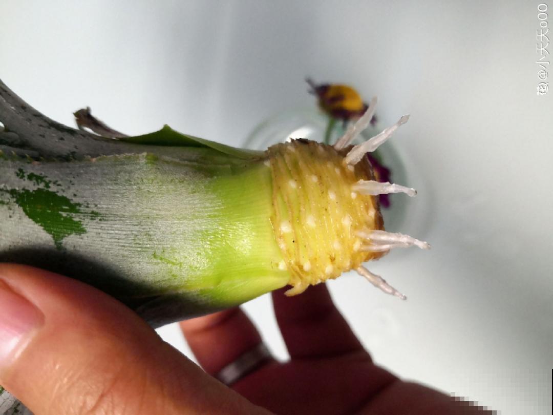 绿萝可以扔了,养盆“格调”花,颜值高还有气质 绿萝可以扔了,养盆“格调”花,颜值高还有气质