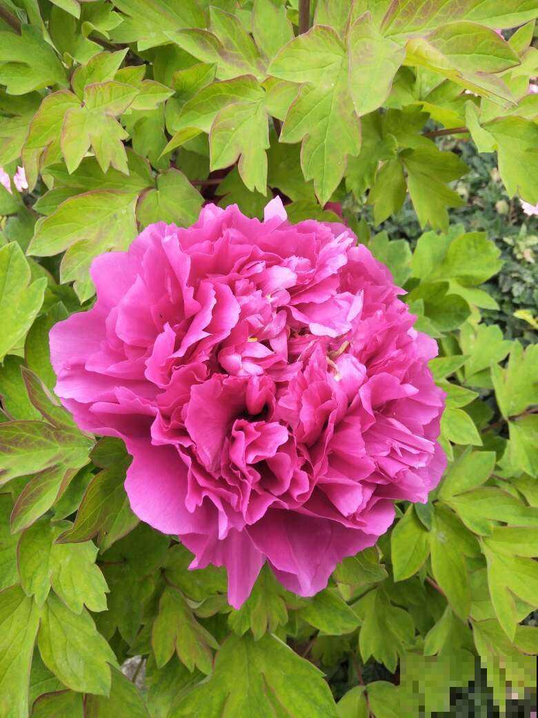 家里种棵“有福树”，开花就有好兆头，福气满满