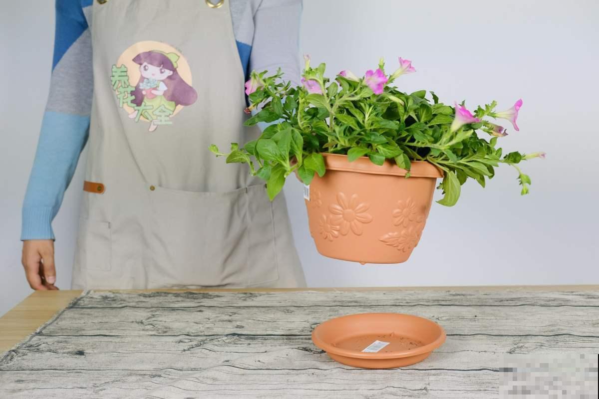 矮牵牛这么种,成活率高,轻松长出大花球! 矮牵牛这么种,成活率高,轻松长出大花球!