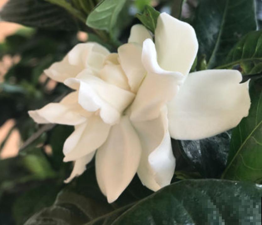 80种常见花卉，读过后，花名难不倒你