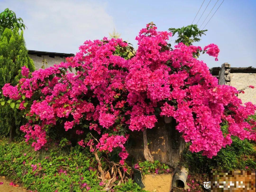 晒不死、热不死的花，越晒花越多，越热长越快