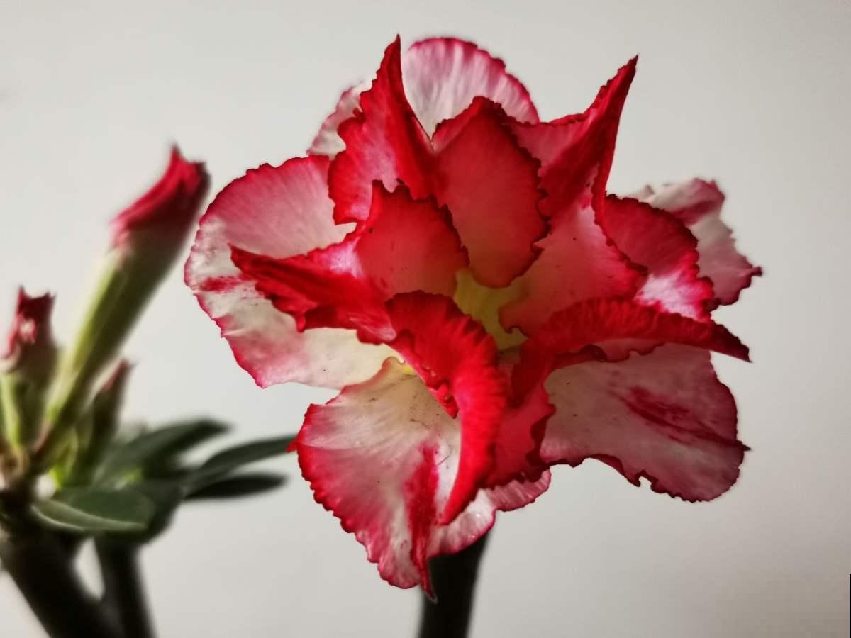 有的花需要穷养，有的花需要富养，选择合适的养花方法，才是关键