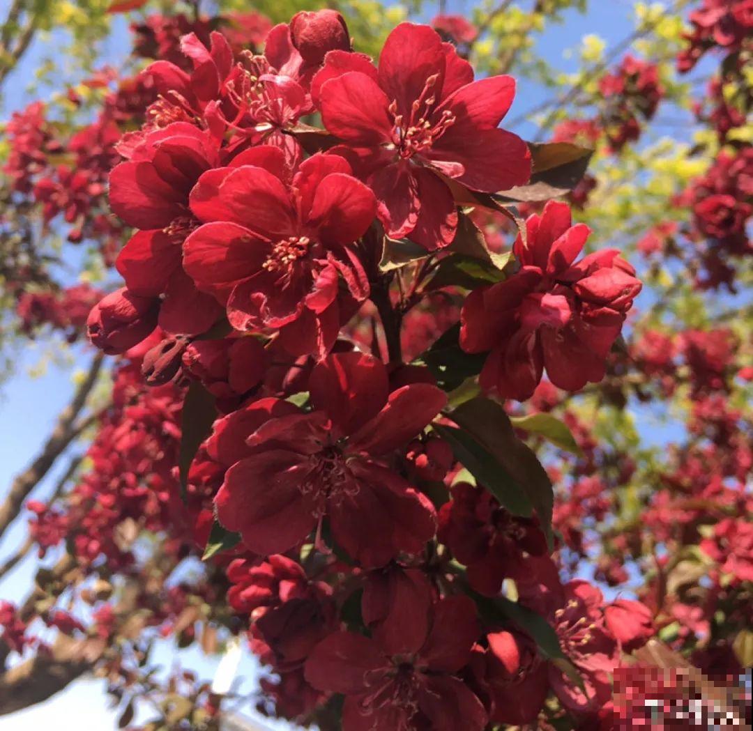 清明赏花，带上这份花卉图谱，变身行走的识花机器