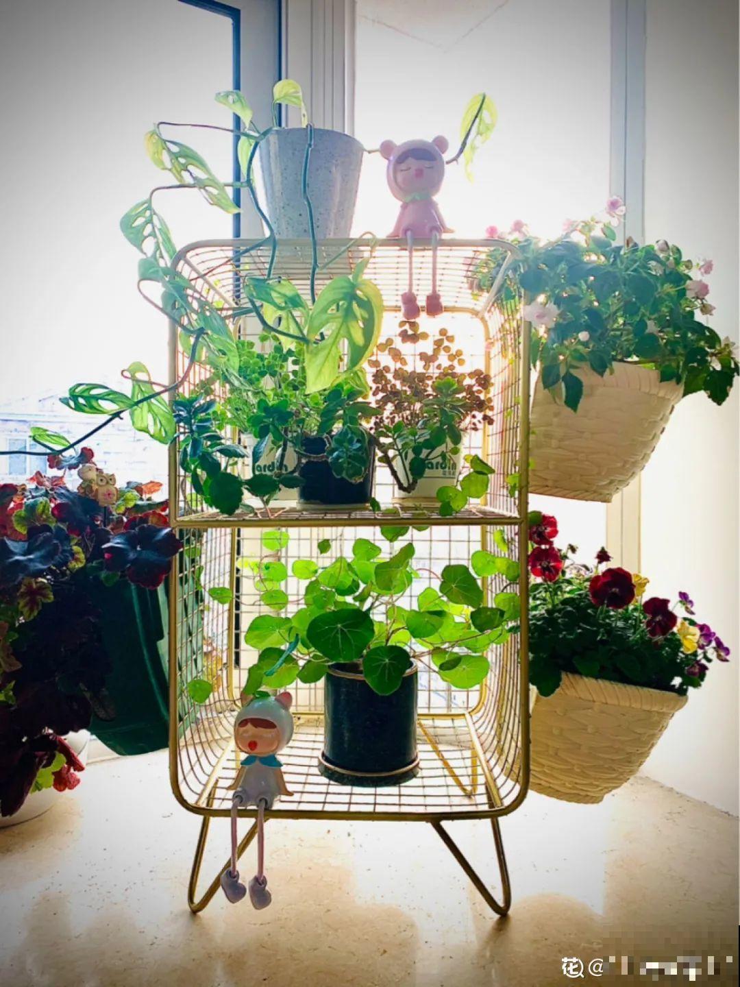 阳台虽小，种点花草，也能变成小花园