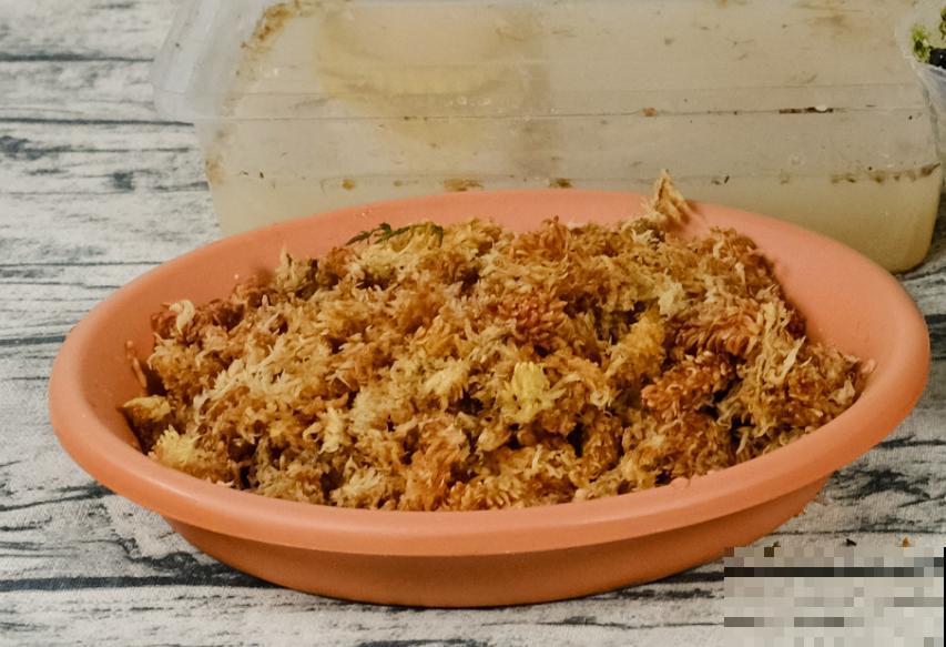 蝴蝶兰现在还不换盆，水苔容易发霉 ，越长越差劲