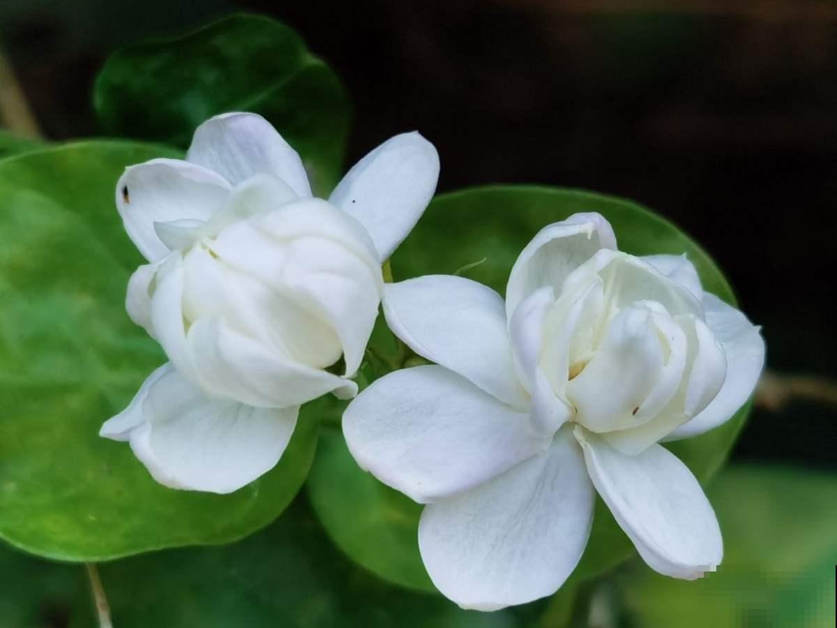 4种“活香水”,养在家里香香的,闻一闻心情都变好 4种“活香水”,养在家里香香的,闻一闻心情都变好