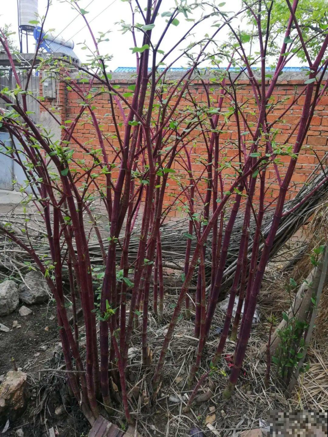 院子长出9种草，看到就铲除，留着就是大祸害