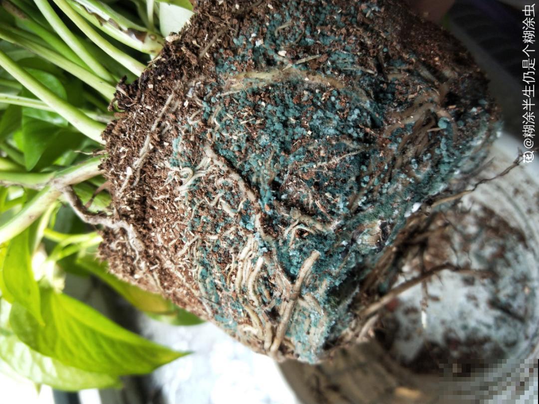 绿萝春天黄叶，赶紧看根部，可能烂了