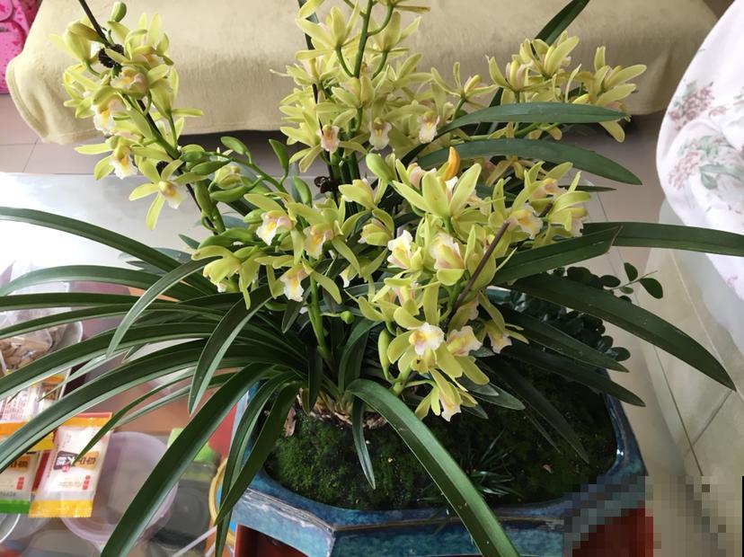 初春4种花，开花香味四溢，满屋子花香味