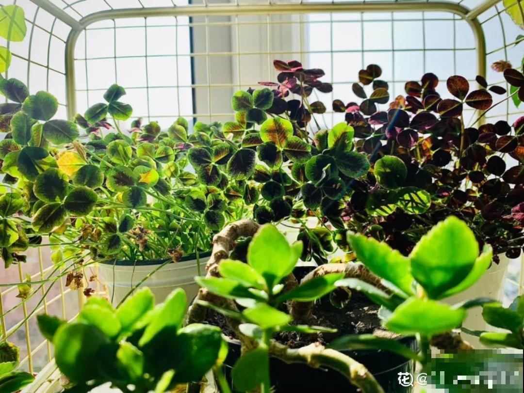 在家种一盆小草,开花的时候,惊艳所有人 在家种一盆小草,开花的时候,惊艳所有人