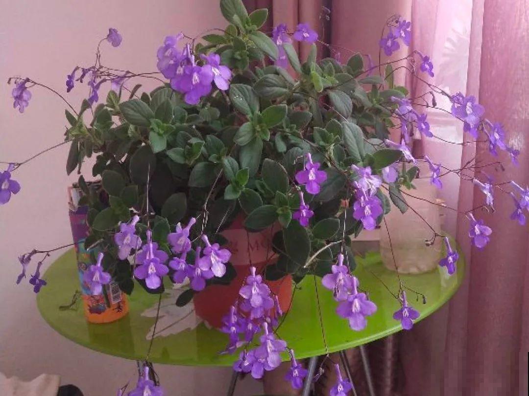 室内小窗台,养点小众盆栽,气质瞬间不一样 室内小窗台,养点小众盆栽,气质瞬间不一样