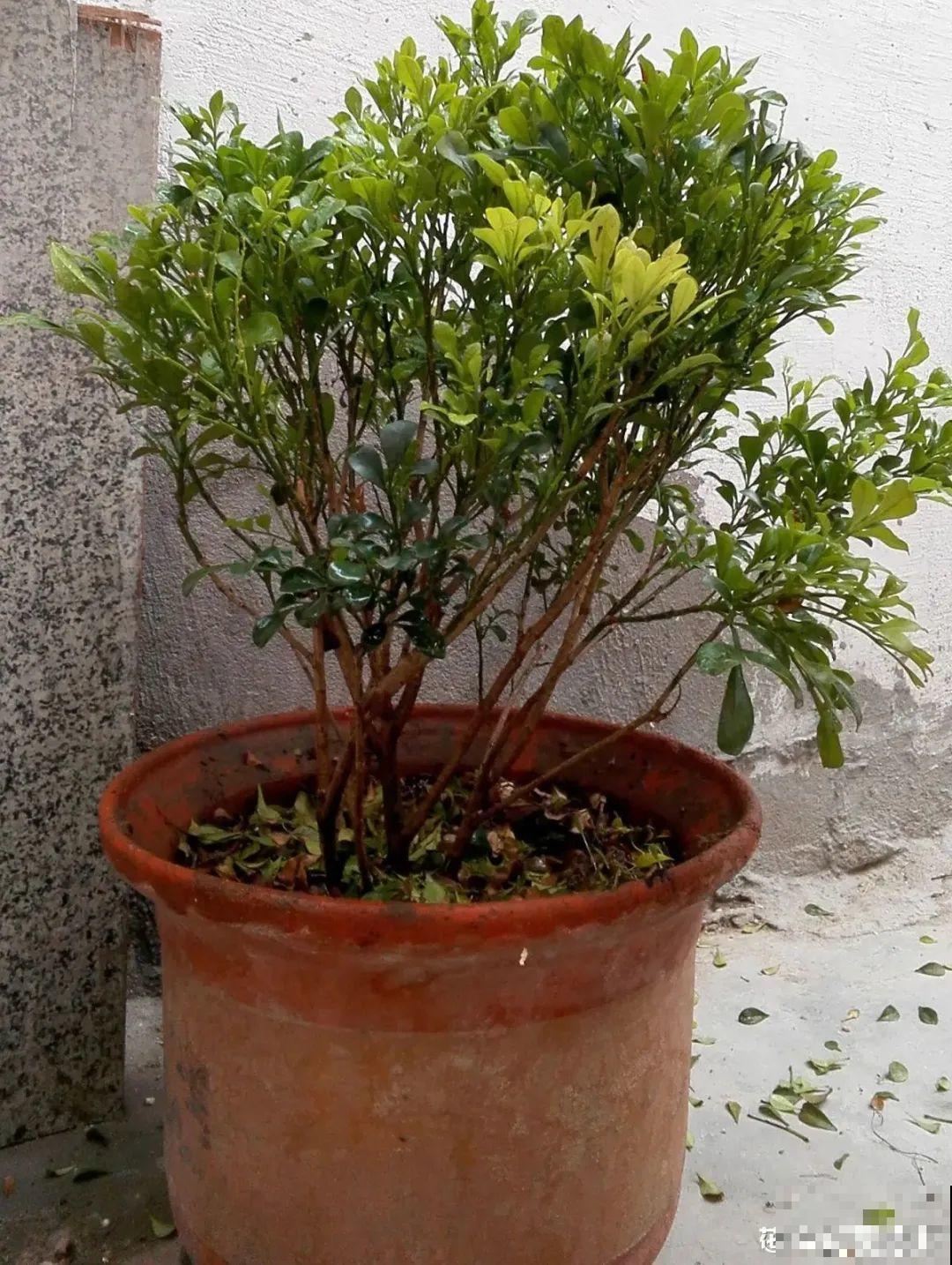 米兰花喜欢喝醋，一个月来一勺，花苞嘟噜噜冒