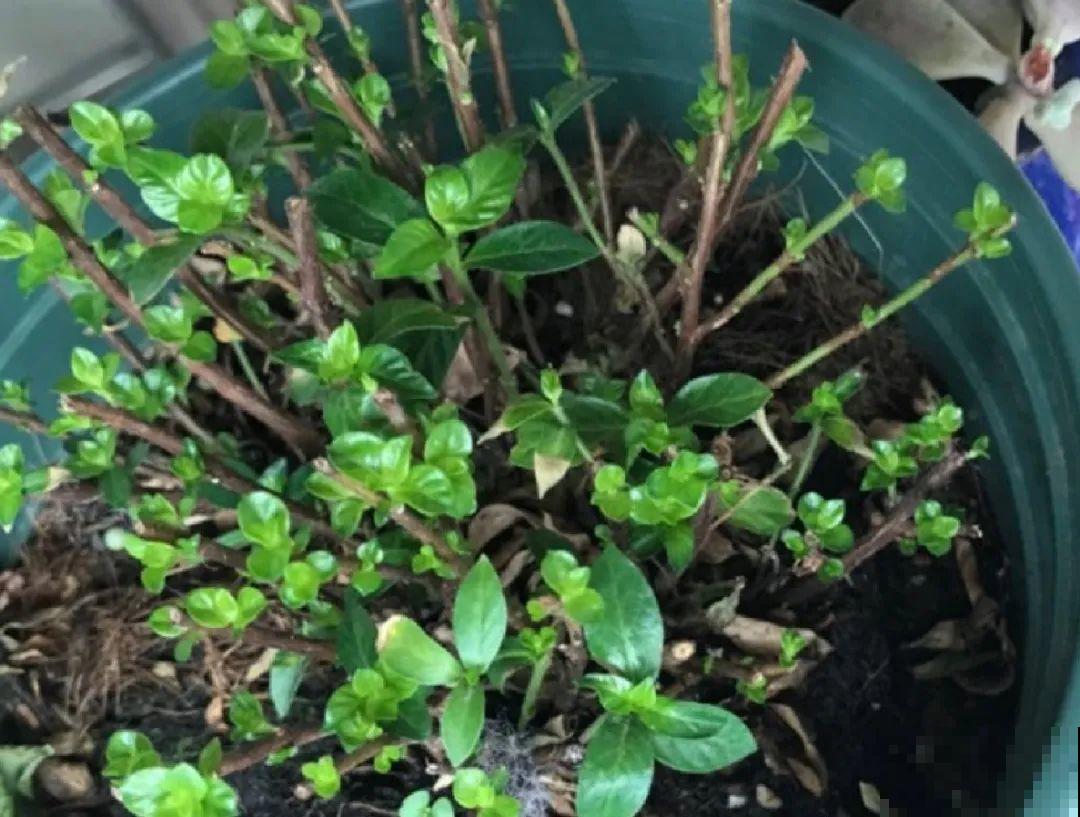 草本植物春剪,学着掐顶芽,呼呼冒出一大盆 草本植物春剪,学着掐顶芽,呼呼冒出一大盆