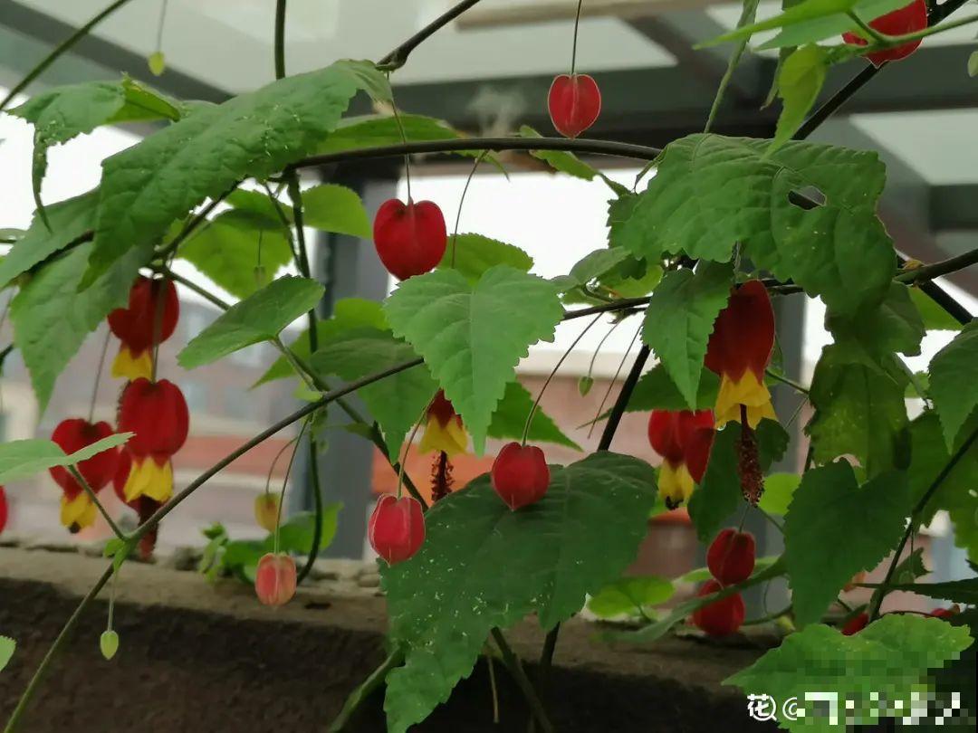 5月出门,收下这份百花图谱,啥花都能叫上名! 5月出门,收下这份百花图谱,啥花都能叫上名!