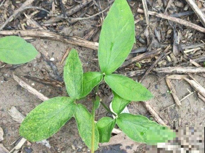 20种有毒花，看见绕道儿走，千万别乱摸