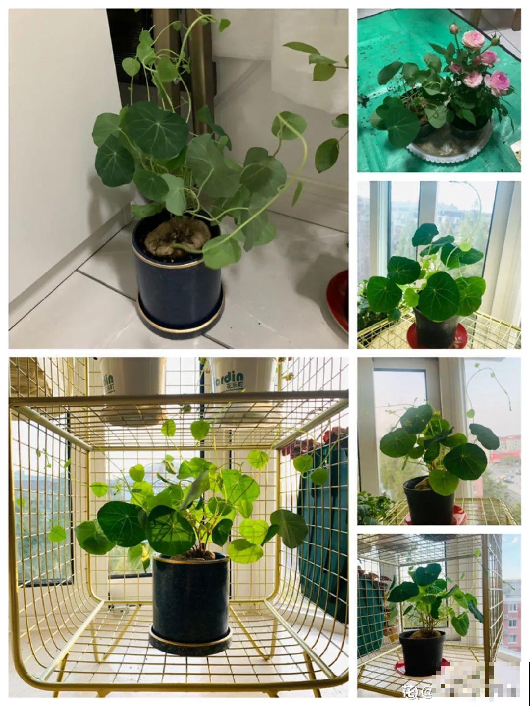 植物长了个大肚子，超级耐旱，一个月不浇水也死不了