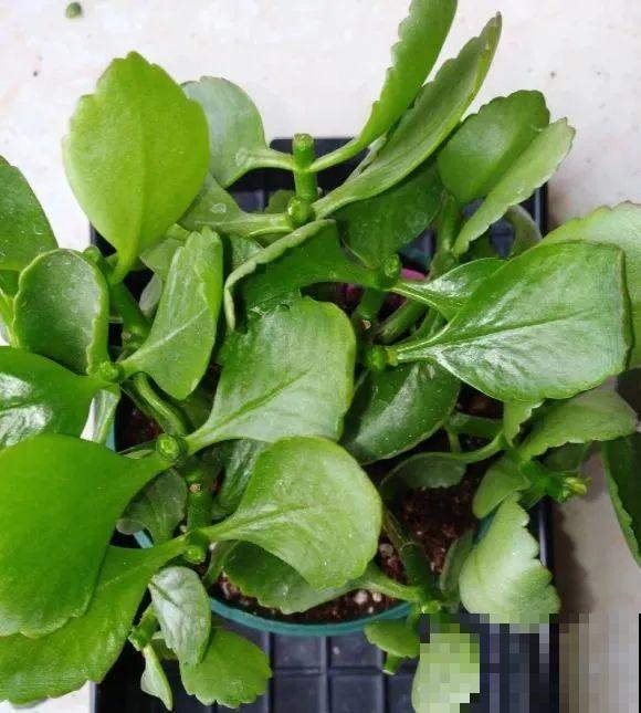 给花浇水掺点白醋，植物根比萝卜还粗，健壮不黄叶