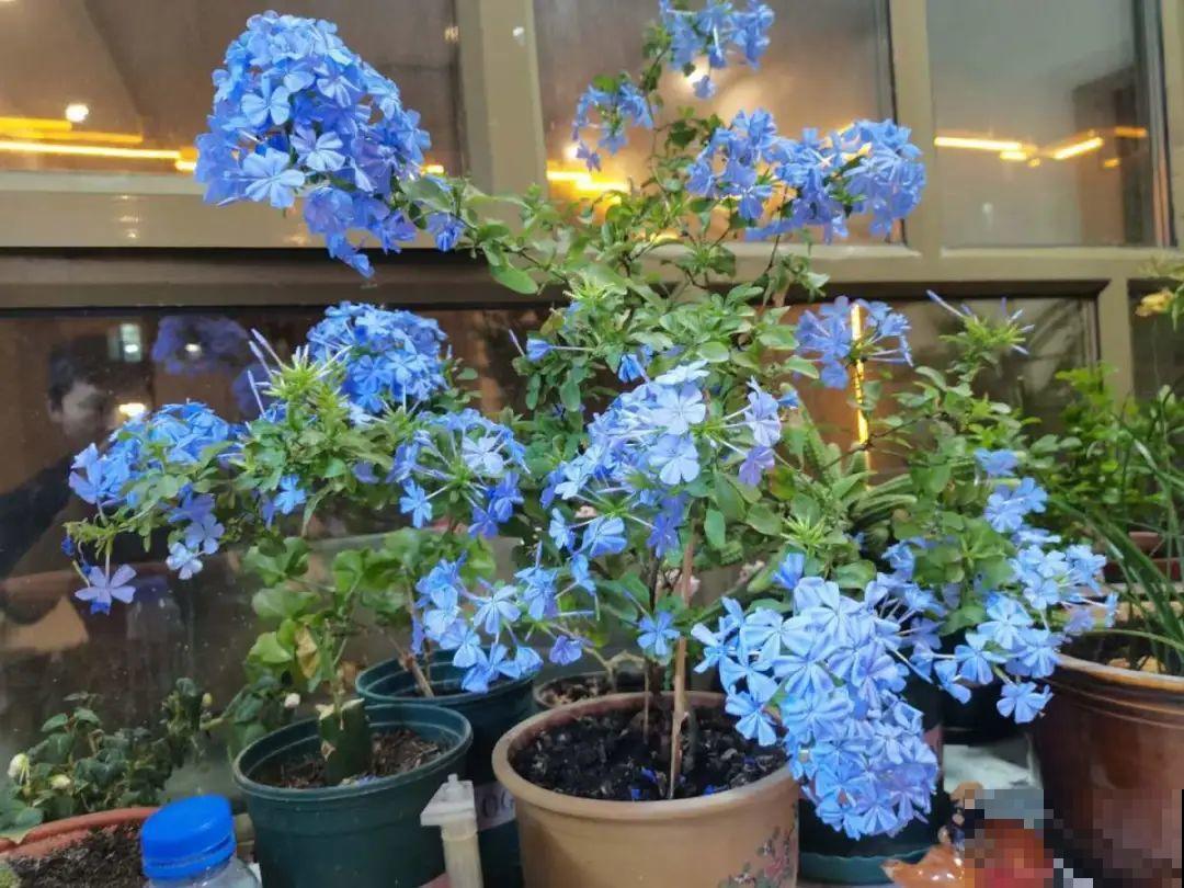 37摄氏度的院子，养这5种花，耐热耐晒开花多