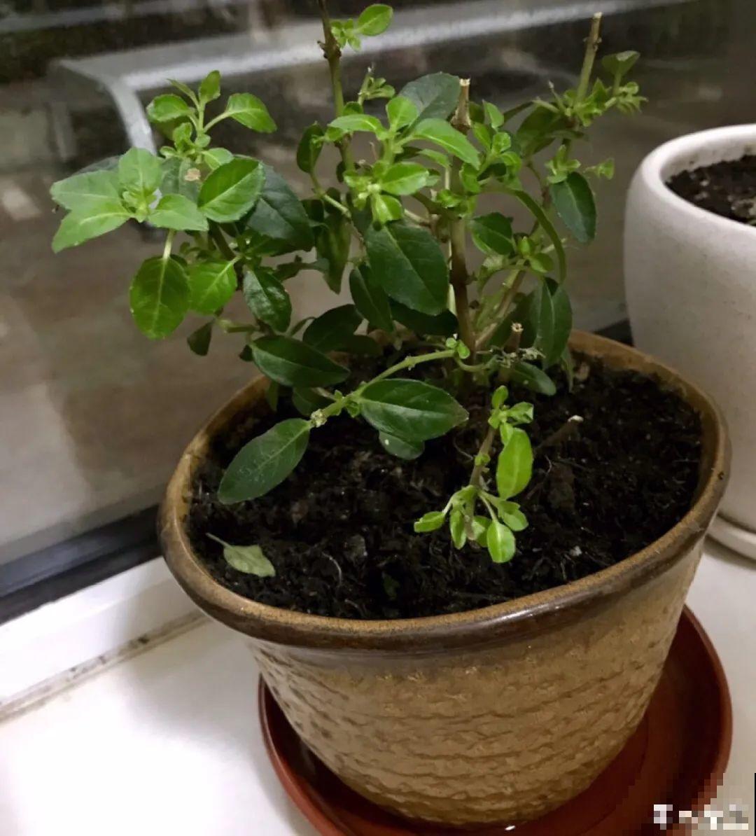 家里养了月季,花后使劲剪,越剪越开花,真省心 家里养了月季,花后使劲剪,越剪越开花,真省心