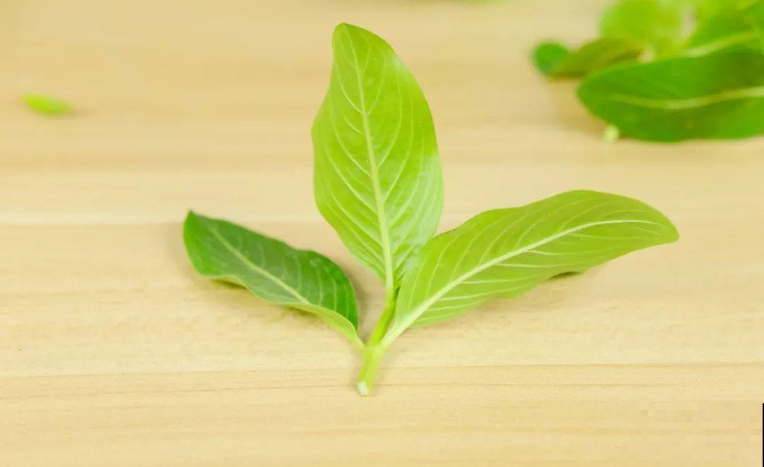 11种常见花，现在扦插，成活率特高