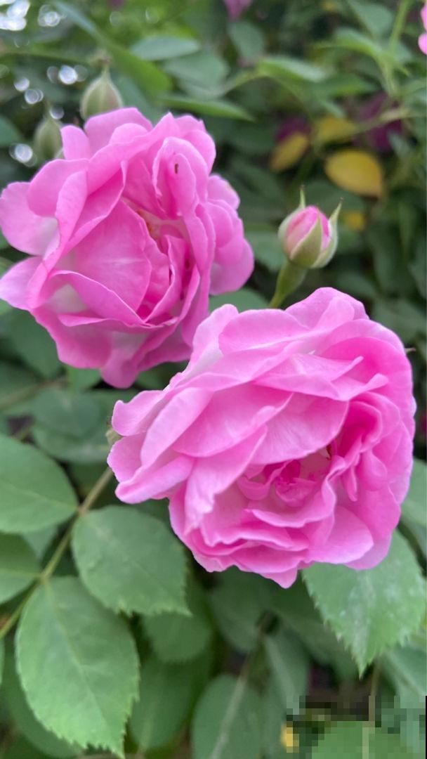 这个季节最适合蔷薇扦插,掌握这些技巧,轻松花开满墙! 这个季节最适合蔷薇扦插,掌握这些技巧,轻松花开满墙!