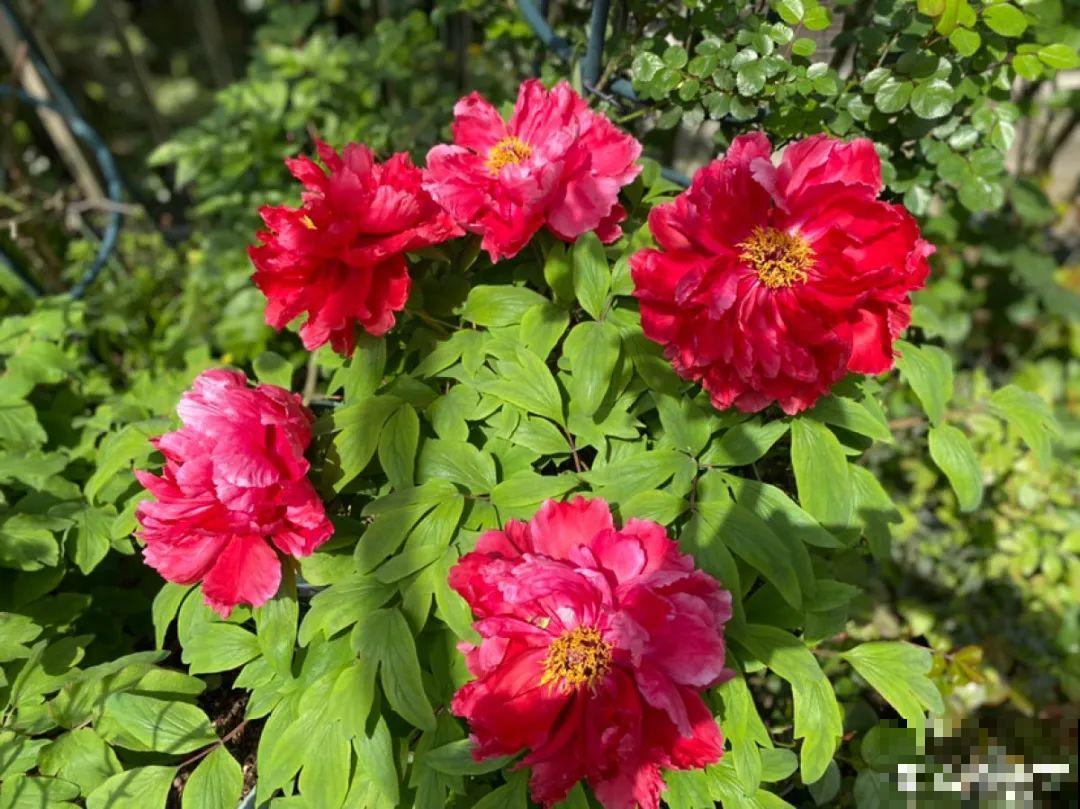 20种花不用买，开完花等20天，爆出好多种子！