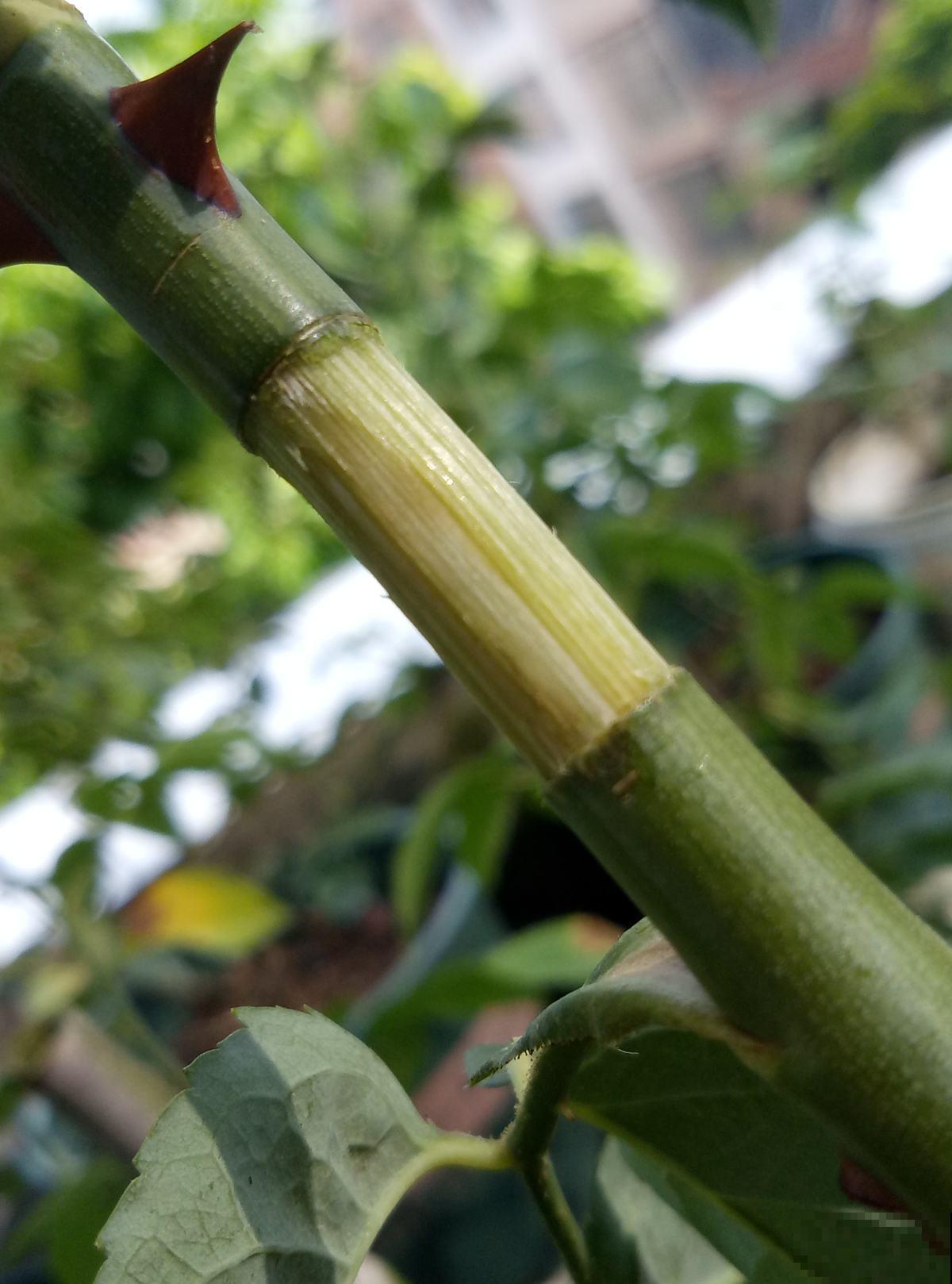 纸巾也有妙用,用来扦插,枝条迅速生根! 纸巾也有妙用,用来扦插,枝条迅速生根!