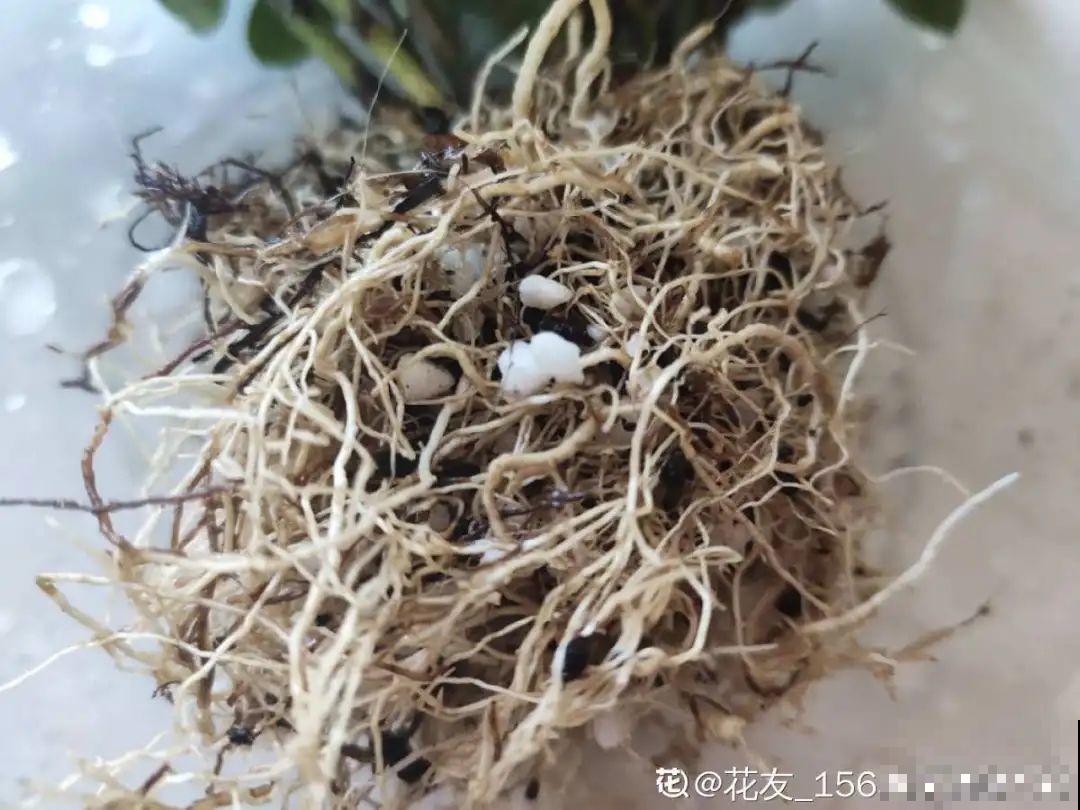 公认的难养花，买一盆死一盆，原来是被动了手脚…