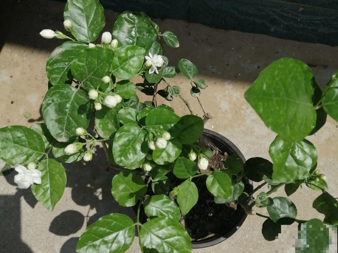 3月份养花,别急着搬出屋外,花容易死翘翘 3月份养花,别急着搬出屋外,花容易死翘翘