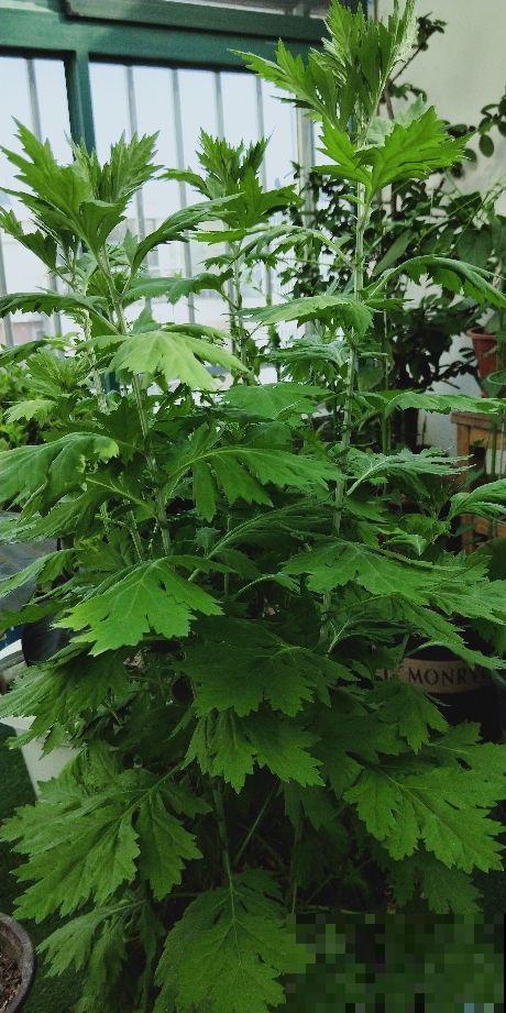 山上的一种野草，拔一点回家，作用大的很